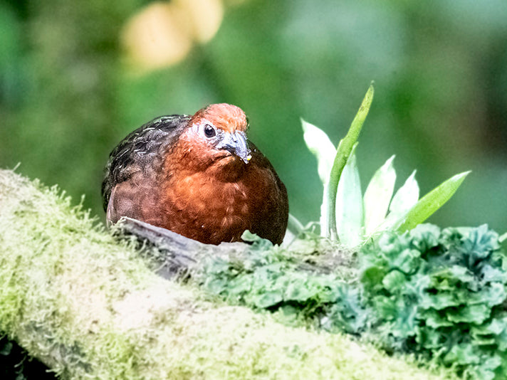 Chestnut Wood Quail,  Perdiz Colorada, Odontophoridae, Odontophorus hyperythrus