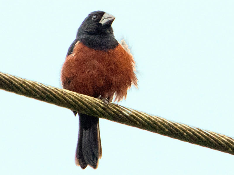 Chestnut-bellied Seed-finch, Sporophila angolensis, Arrocero Buchicastaño
