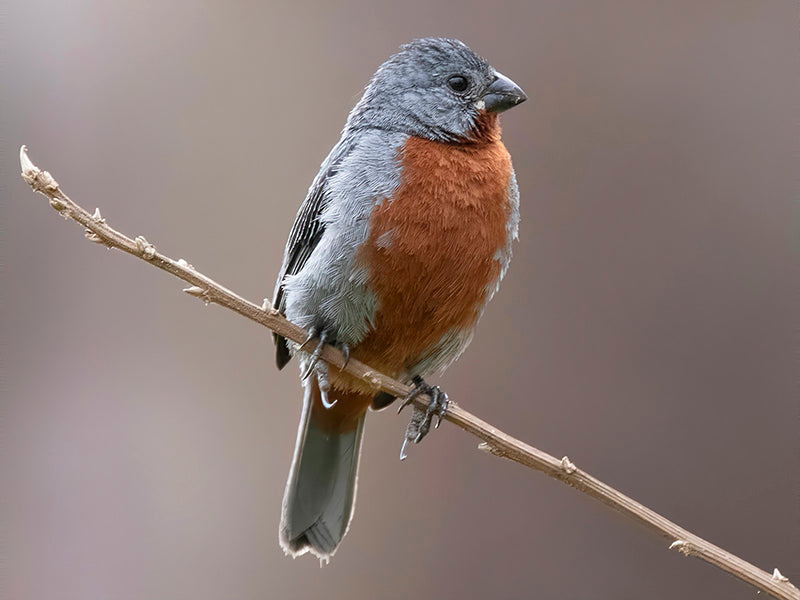 Chestnut-bellied Seedeater, Sporophila castaneiventris, Espiguero Buchicastaño