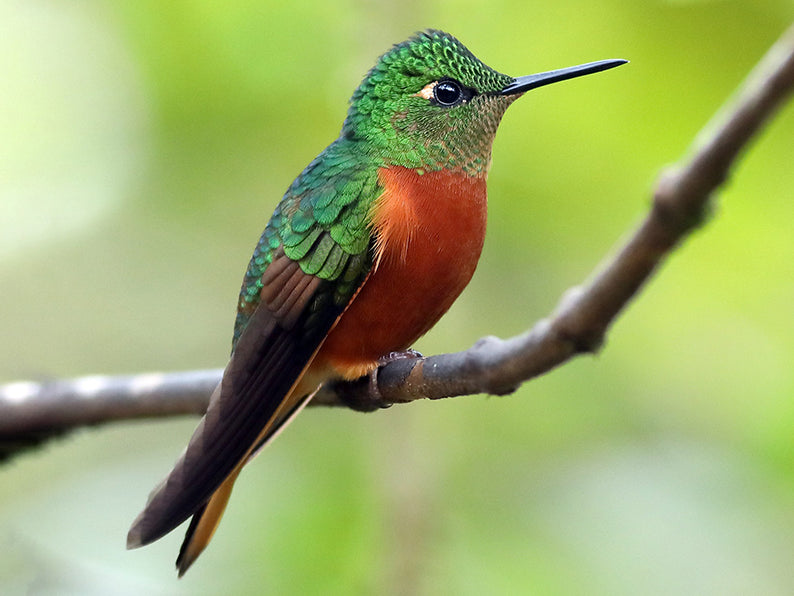 Chestnut-breasted Coronet, Bolssonneaua matthewsii, Colibrí Pechicastaño