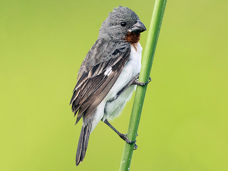 Chestnut-throated Seedeater, Sporophila telasco, Espiguero Pechiblanco