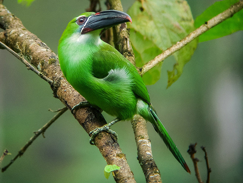 Chestnut-tipped-Toucanet, Aulacorhynchus derbianus, Tucancito Colicastaño