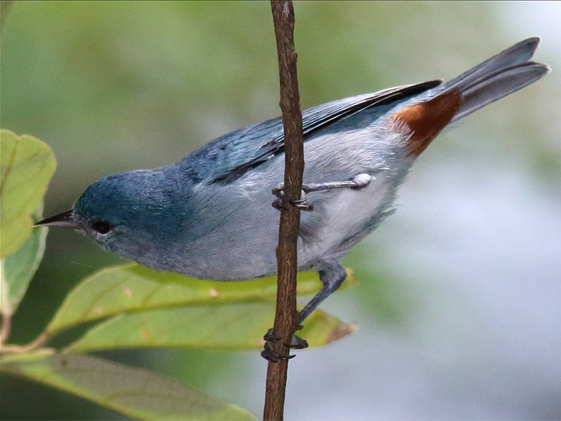 Chestnut-vented Conebill, Conirostrum speciosum, Conirrostro Pizarra
