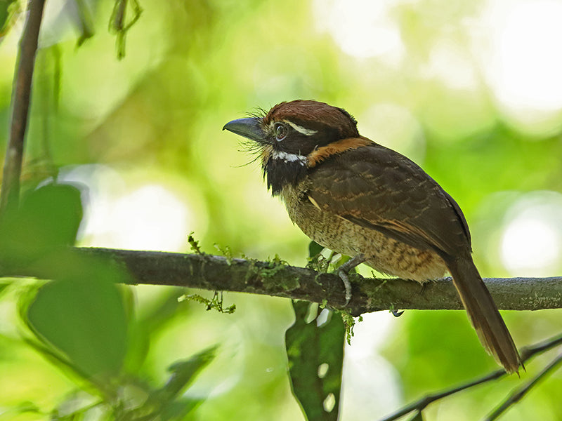 Chestnut-capped Puffbird, Cyphos macrodactylus, Bobo Corbatín
