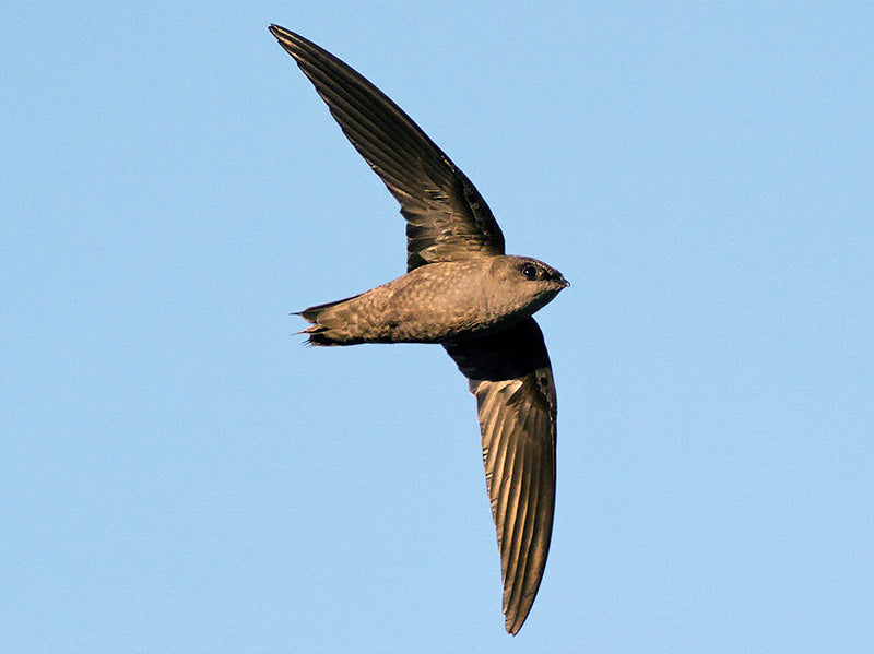 Chimney Swift, Chaetura pelagica, Vencejo de Chimenea