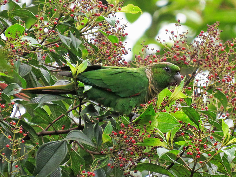 Choco Parakeet, Pyrrhura (melanura) pacifica, Perico del Chocó