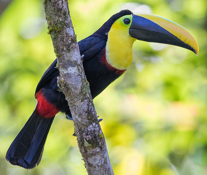 Choco Toucan, Ramphastos brevis, Tucán del Pacífico