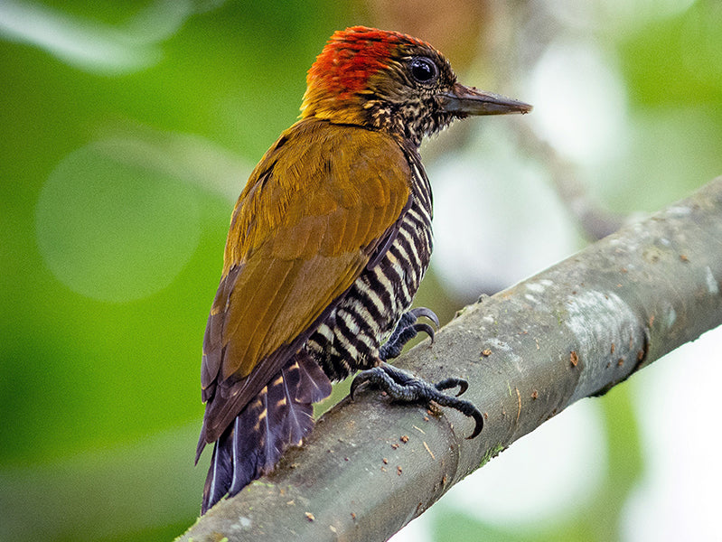 Choco Woodpecker, Veniliornis chocoensis, Carpintero del Chocó