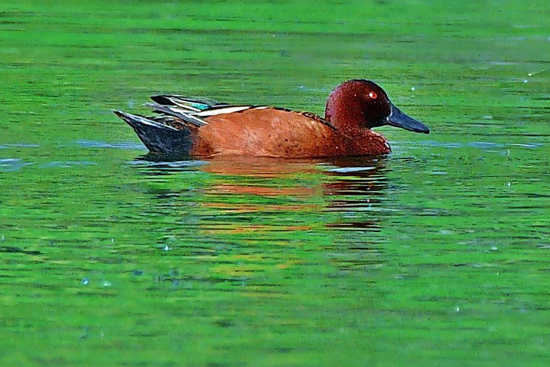 Cinnamon Teal, Pato Colorado, Spatula cyanoptera