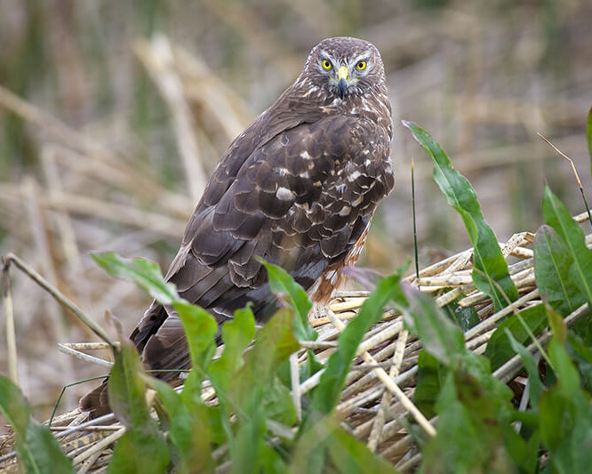 Cinereous Harrier, Circus cinereus, Aguilucho Cenizo