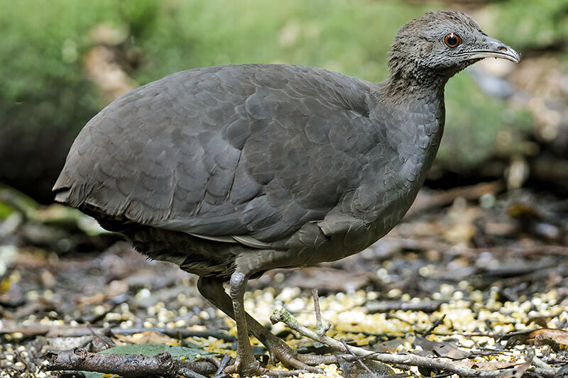Cinereous tinamou, Tinamu cenizo