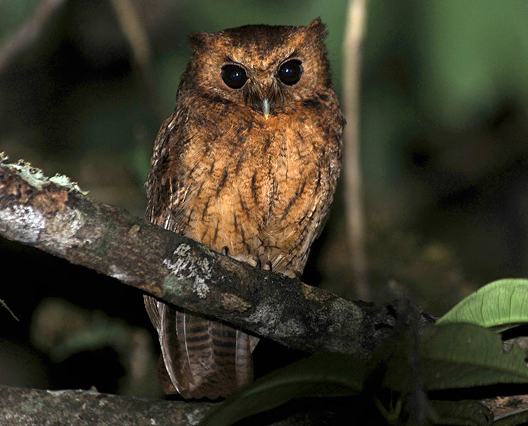 Cinnamon Screech-owl, Autillo Canela, Megascops petersoni