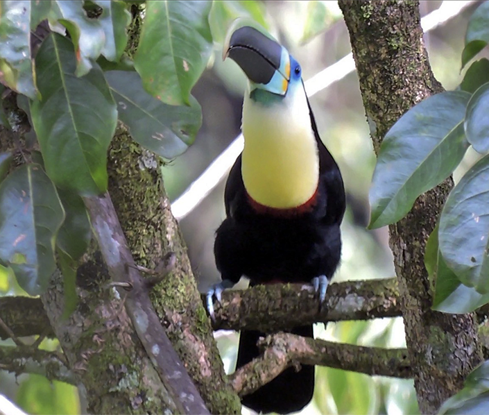 Citron-throated toucan, Ramphastos (vitellinus) citreolaemus, Tucán Pechiblanco