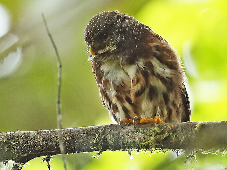 Cloudforest Pygmy-owl, Glaucidium nubicola, Buhito Nubícola