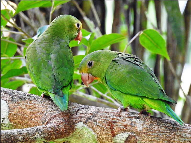 Cobalt-winged Parakeet, Brotogeris cyanoptera, Periquito Aliazul