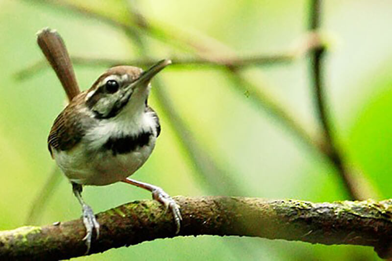 gnat wren, passeriformes, polioptiidae