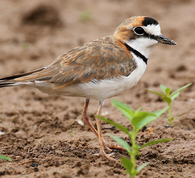 Collared Plover, Charadrius collaris, Spanish Name: Chorlitejo collarejo