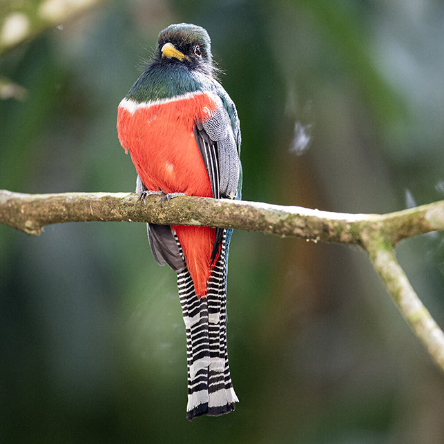 Collared Trogon, Trogon collaris, Trogon Collarejo