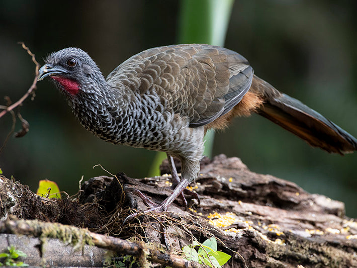 Colombian Guacharaca