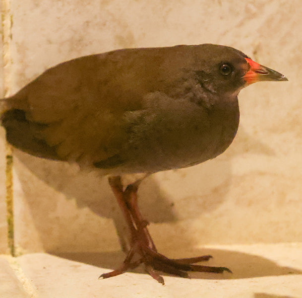 Colombian Crake, Mustelirallus colombianus, Polluela Pizarra