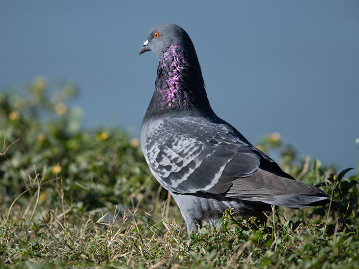 pigeons, columba livia, columbiformes, columbidae