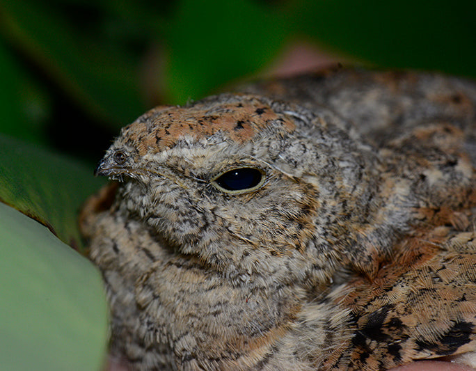 Common Nighthawk, Chotacabras Norteño, Cordeles minor