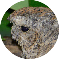 CommonNighthawk, Chordeiles minor, Chotacabras enano