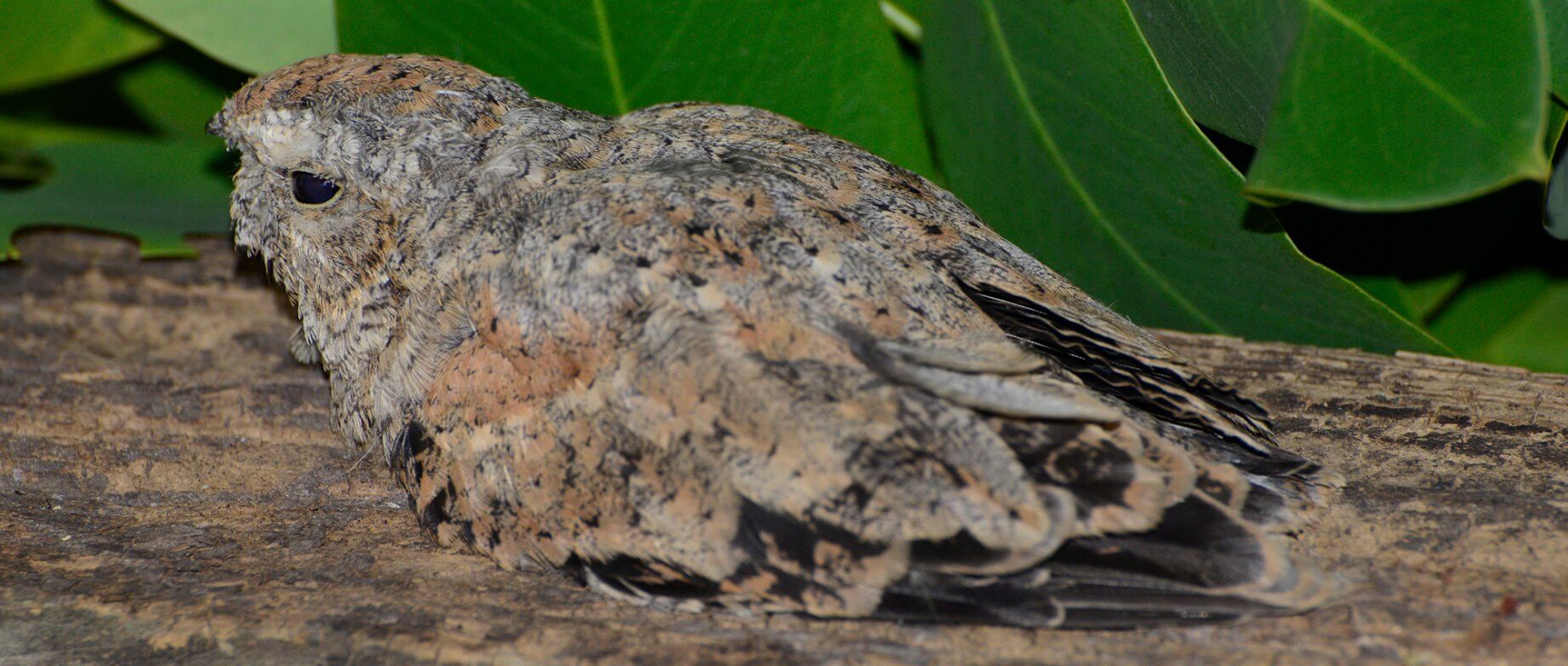 Common Nighthawk, Chotacabras Norteño