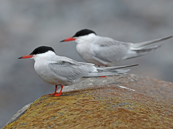Common Tern, Sterna hirundo, Gaviotín Común