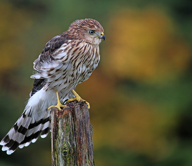 Cooper's hawk, Accipiter cooperii, Azor de Cooper
