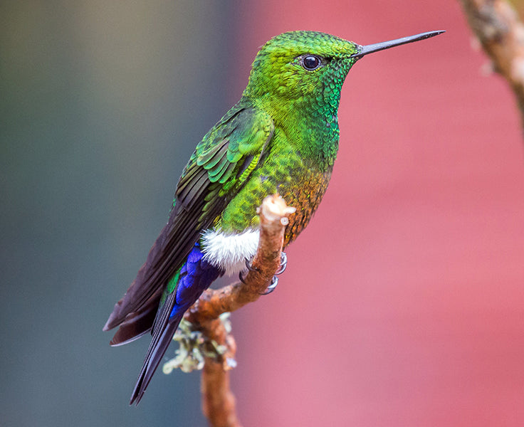 Coppery-bellied Puffleg, Eriocnemis cupreoventris, Calzoncitos Cobrizo