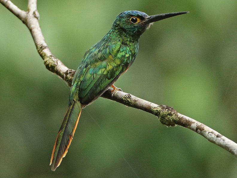Coppery-chested Jacamar, Galbula pastazae, Jacamar Cobrizo