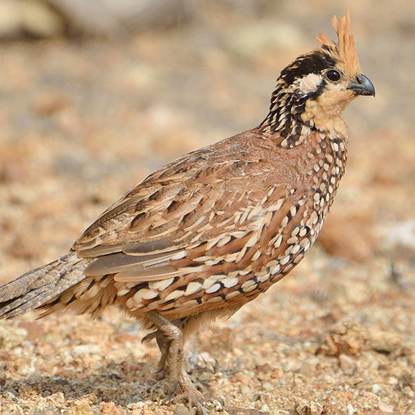Crested Bobwhite, Colinus cristatus, Perdiz Chilindra