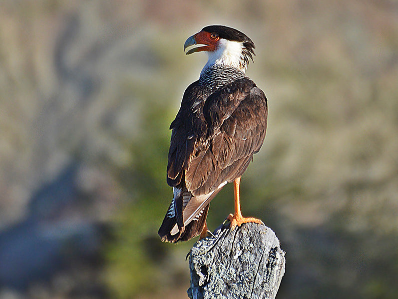 Crested-caracara, Caracara cheriway, Caracara Moñudo