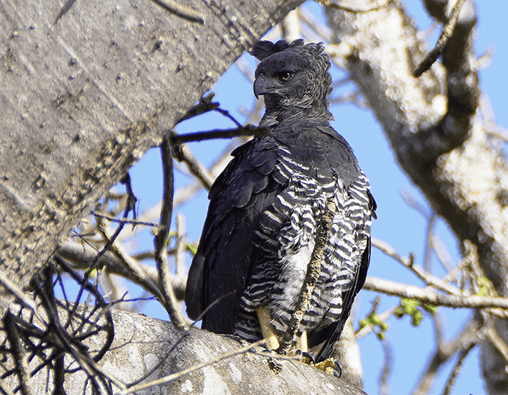Crested Eagle- Morphus guianensis, Aguila Moñuda