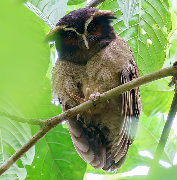 Crested Owl, Lophostrix cristata, Búho Crestado