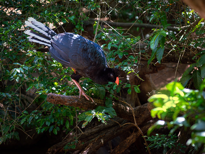 Crestless curassow, Mitu tomentosum, Paujil Culicastaño