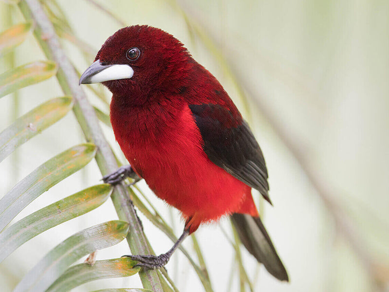 Crimson-backed Tanager, Rhamphocelus dimidiatus, Toche Pico-de-plata