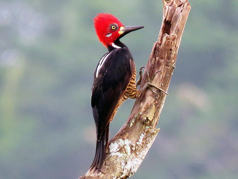 Crimson-crested Woodpecker, Campephilus melanoleucus, Carpintero Marcial