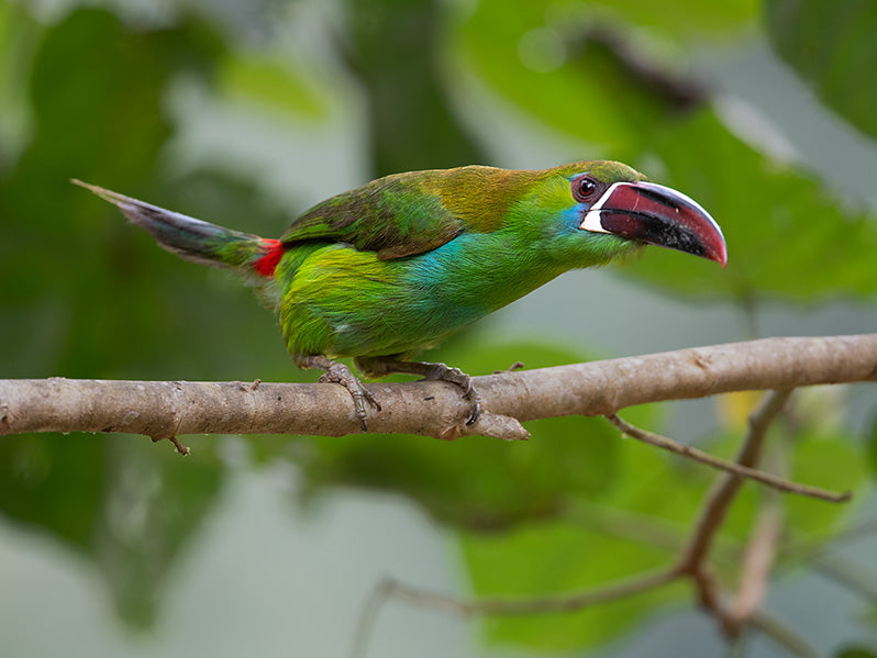 Crimson-rumped Toucanet, Aulacorhynchus haematopygus, Tucancito Culirrojo