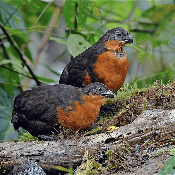 Dark-backed Wood-quail, Perdiz de Nariño, Odontophorus melanonotus