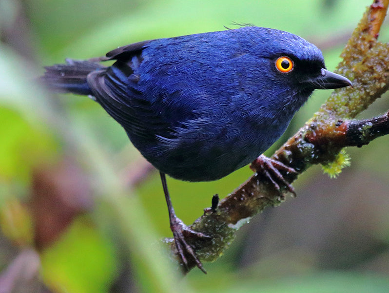 Deep-blue Flowerpiercer, Diglossa glauca, Picaflor Ojiamarillo