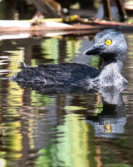 Least Grebe, Zambullidor Chico, Tachybaptus dominicus