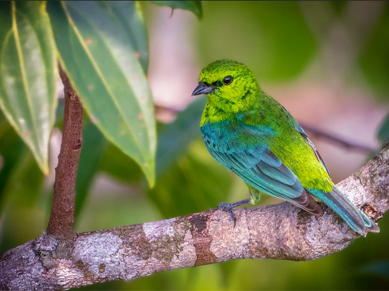 Dotted Tanager, Ixothraupis varia, Tangará Manchada