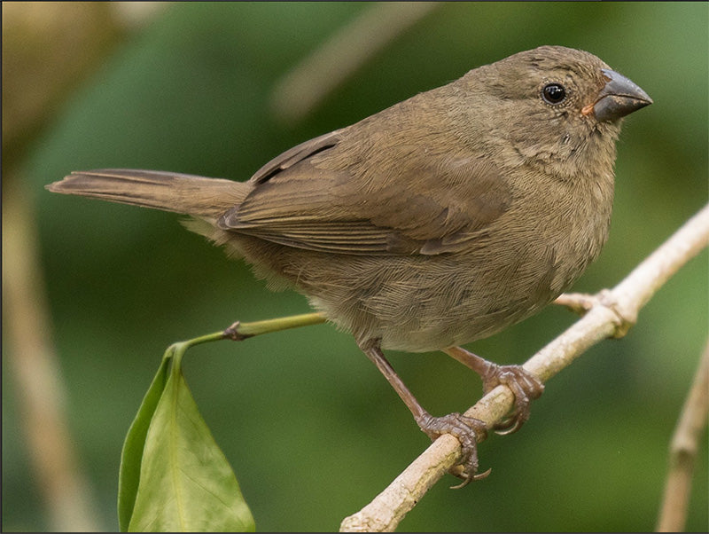 Dull-colored Grassquit, Asemospiza obscura, Semillero Pardo