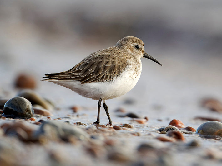 Dunlin, Calidris alpina,Playero Buchinegro