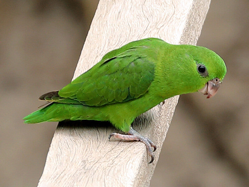 Dusky-billed Parrotlet, Forpus modestus, Periquito Piquinegro