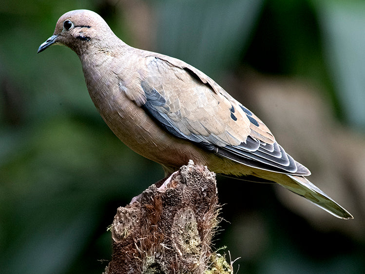 Eared Dove, Zenaida auriculata, Nagüiblanca