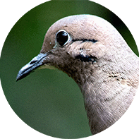 Eared Dove, Zenaida auriculata, Torcaza Naguiblanca