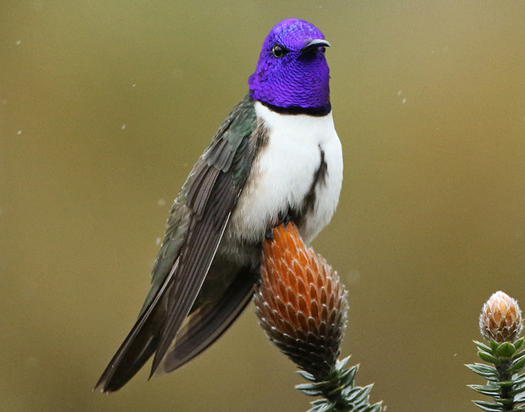 Ecuadorian Hillstar, Oreotrochilus chimborazo, Colibrí del Chimborazo